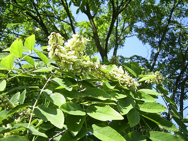 Maakia amurensis Bluete.JPG - Unicode